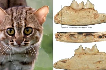 Dunia Hewan: Inilah Kucing Terkecil di Dunia, Seukuran Telapak Tangan