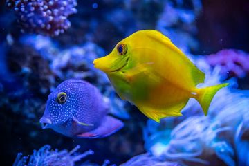 Apakah Ikan Tidur? Singkap Fakta yang Ditemukan Ilmuwan Sejauh Ini