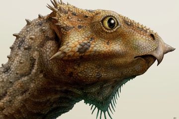 Bocoran 'Jurassic World: Rebirth', Penampilan Perdana Aquilops si Dinosaurus Mungil