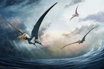 Bagaimana Dinosaurus dan Burung Mengembangkan Kemampuan Terbang?