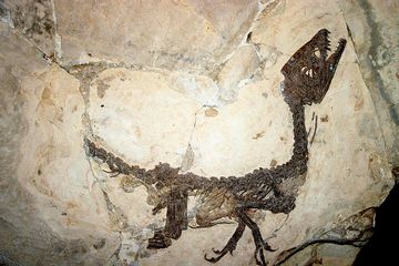 Kita mengetahui keberadaan dinosaurus berkat penemuan fosil. Bagaimana fosil dinosaurus bisa terbentuk?
