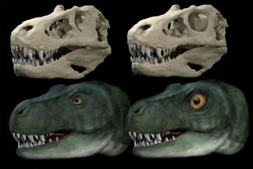 Bukan Hanya Tangan Kecil, Ternyata Mata Dinosaurus T-Rex Juga Kecil