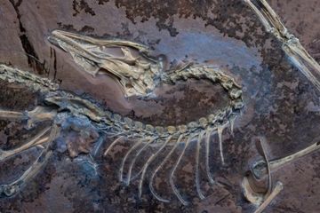 Penemuan Fosil Archaeopteryx Membuktikan Dinosaurus Bisa Terbang