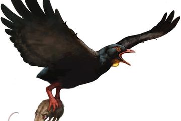 Inilah Burung Predator Mematikan yang Gemar Memburu Bayi Dinosaurus