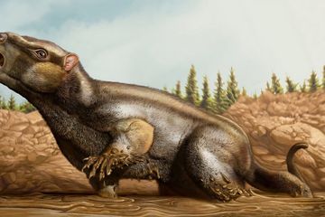 Cambelodon Torreensis, Mamalia Tak Lazim dari Era Dinosaurus