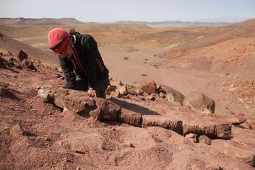 Peneliti Temukan Fosil Makhluk Rawa Besar Hidup Sebelum Era Dinosaurus