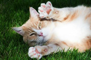 Dunia Hewan: Mengapa Kucing Memiliki Bantalan Kaki?
