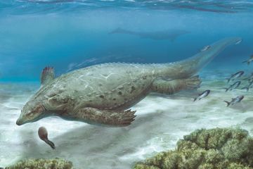 Temuan Reptil Laut Era Dinosaurus dari Tiongkok Buka Petunjuk Evolusi