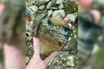Fosil Mosasaurus hoffmanni, Predator Laut Raksasa Terakhir Zaman Dinosaurus