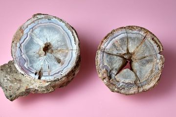 Disimpan 140 Tahun, Batu Akik Ini Ternyata Telur Dinosaurus Titan