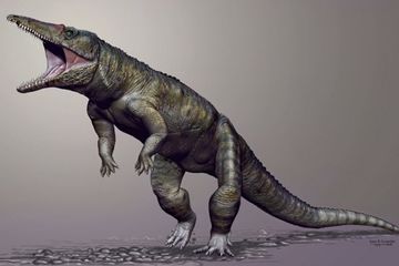 Carnufex Carolinensis, Predator Teratas di Amerika Utara Sebelum Dinosaurus Tiba