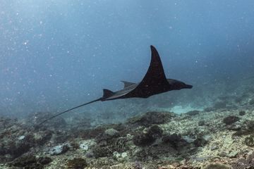 Apa Kebiasaan Unik Pari Manta Karang di Perairan Raja Ampat?