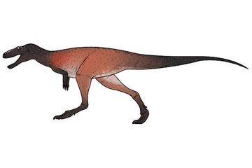 Khankhuuluu mongoliensis bertubuh ramping dengan fitur yang tidak dimiliki anggota pohon keluarga tyrannosaurus lainnya. Inikah nenek moyang T. rex?