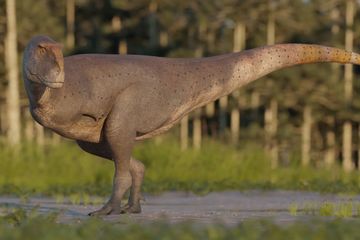 Koleken inakayali, Dinosaurus Karnivor dengan Tangan Lebih Kecil dari T-rex