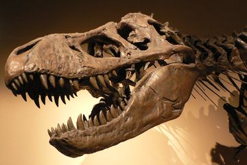 Bintang Jurassic World, T. rex, Punya 'Pendingin Udara' di Kepalanya