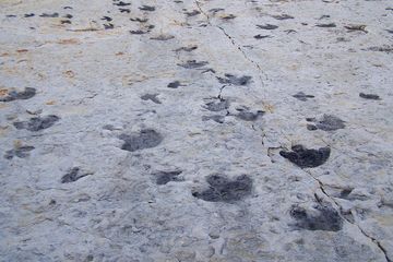 Bagaimana Jejak Kaki Dinosaurus Terbentuk dan Terawetkan hingga Jutaan Tahun?