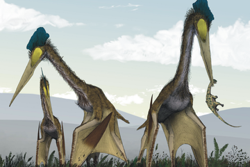 Hidup Bersama Dinosaurus, Bagaimana Cara Quetzalcoatlus Terbang?