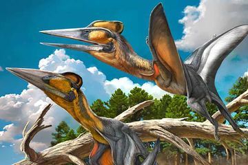 Mengenal Nipponopterus mifunensis, Dinosaurus Terbang Baru dari Jepang