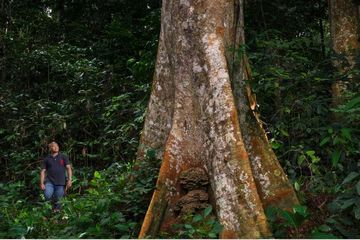 Mengungkap Misteri Hutan Hujan Paling Kritis di Dunia