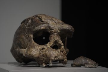 Penemuan Homo erectus di Selat Madura dan Tanah Sundaland yang Hilang