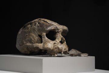 Masa Depan Homo sapiens Ada di Tangan Kita