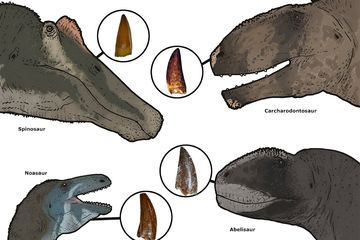 Teknologi Pembelajaran Mesin Ungkap Keanekaragaman Dinosaurus Karnivora di Maroko
