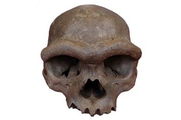 DNA Purba Berhasil Mengungkap Identitas Asli Fosil 'Dragon Man'