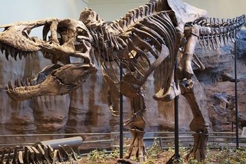 Ketika Fosil Dinosaurus T. rex Jadi Barang Mewah, Hambat Riset Ilmiah