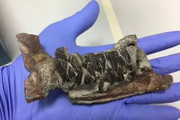 Fosil Dinosaurus Ternyata Mengajarkan Kita tentang Penyakit Kanker