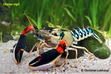 Berawal dari Akuarium, Tujuh Spesies Lobster Baru di Papua Barat Ditemukan Peneliti UGM