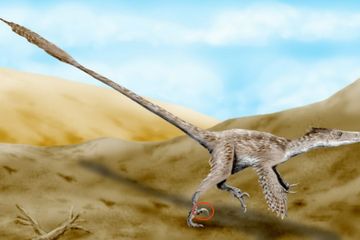 Punya Tiga Jari Kaki, Mengapa Velociraptor Hanya Gunakan Dua Jari Saat Berjalan?