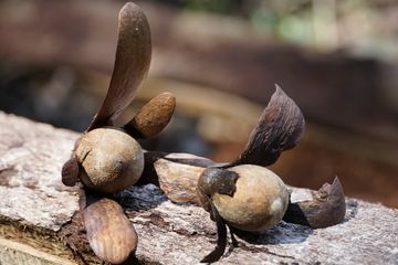 Illipe Butter: Rahasia Kulit Sehat dari Hutan Kalimantan