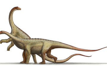 Saltasaurus