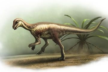 Enigmacursor mollyborthwickae, Dinosaurus 'Pelari' Misterius dari Colorado