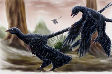 Microraptor, Dinosaurus Bersayap Empat yang Memukau Peneliti