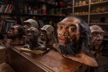 Dari Testis hingga Dagu, Mengapa Bagian Tubuh Ini Sulit Dijelaskan oleh Evolusi?