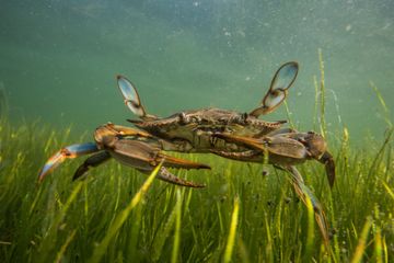 Sustainability: Karbon Biru dan Kecerdasan Buatan Jadi Kunci Masa Depan Bumi