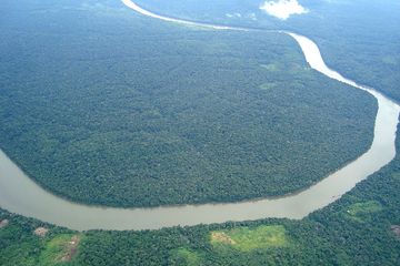Ekosistem Hutan Amazon Terancam Hancur Sebelum 2050 akibat Krisis Iklim