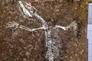 Satu Abad Terpisah, Dua Sisi Fosil dari Era Dinosaurus Ini Hebohkan Dunia Sains Usai Bersatu
