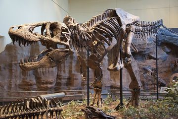 Kepunahan Dinosaurus Mungkin Bukan Sepenuhnya Salah Asteroid Raksasa yang Menghantam Bumi