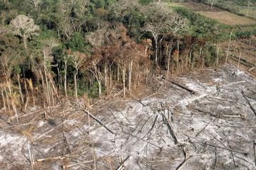 Serigala Berbulu Domba, Kala Pembalak Liar Malah Dikucuri Dana Kredit Karbon