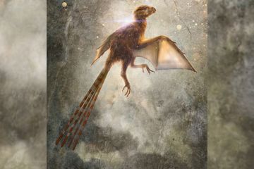 Ambopteryx longibrachium, Dinosaurus Langka yang Punya Sayap Kelelawar