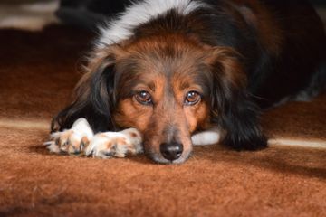 Berubah secara Genetik, Anjing Kini Lebih Mudah Stres dan Depresi seperti Manusia