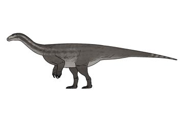 Musankwa sanyatiensis, Dinosaurus Sauropodomorpha Baru dari Zimbabwe