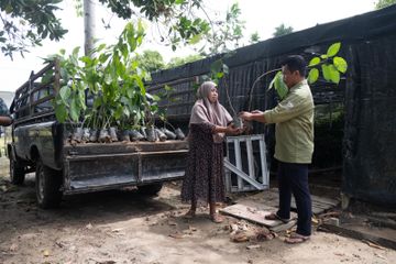 Kala Pohon Jadi Mata Uang: Inovasi Kesehatan Penyelamat Hutan Kalimantan