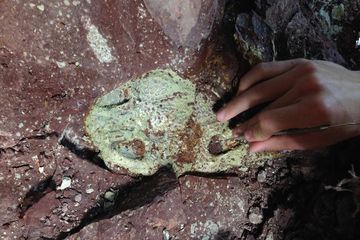 Kematian Massal Amfibi Raksasa pada Zaman Dinosaurus Bingungkan Ilmuwan