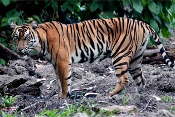 Maknai Penjaga Hutan: Kearifan Lokal tentang Harimau Sumatra dalam Global Tiger Day 2025