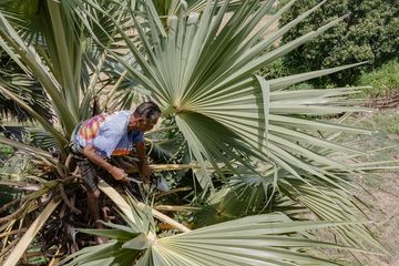 Kisah Pohon Lontar Penyelamat Kehidupan Warga Pulau Sabu