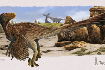 Shri rapax, Dinosaurus Raptor dari Mongolia dengan Cakar Mematikan