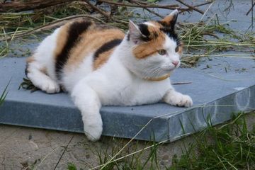 Menjawab Secara Ilmiah: Mengapa Kucing Suka di Atas Lantai Beton?